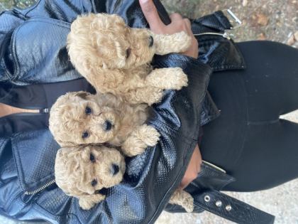 TOY VE STANDART POODLE YAVRULAR