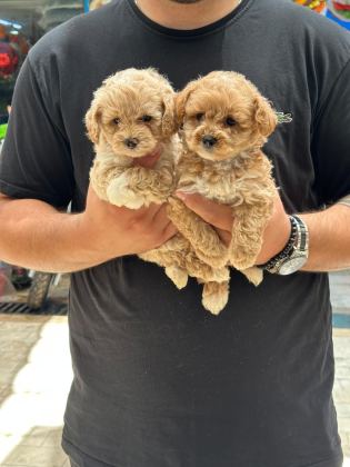 SAĞLIKLI ORJİNAL MALTİPOO
