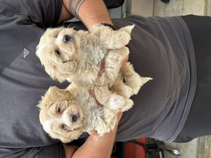 SAĞLIKLI ORİJİNAL MALTİPOO