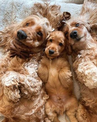 AMERİKAN COCKER KAPIDA ÖDEME HİZMETİMİZ VARDIR