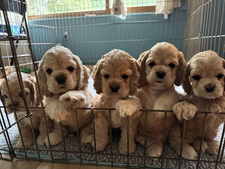 AMERİKAN COCKER KAPIDA ÖDEME HİZMETİMİZ VARDIR
