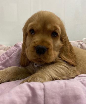 AMERİKAN COCKER KAPIDA ÖDEME HİZMETİMİZ VARDIR
