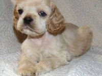 AMERİKAN COCKER KÖPEKLERİMİZ GELİP GÖREREK ALABİLİRSİNİZ