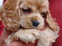 AMERİKAN COCKER KÖPEKLERİMİZ GELİP GÖREREK ALABİLİRSİNİZ