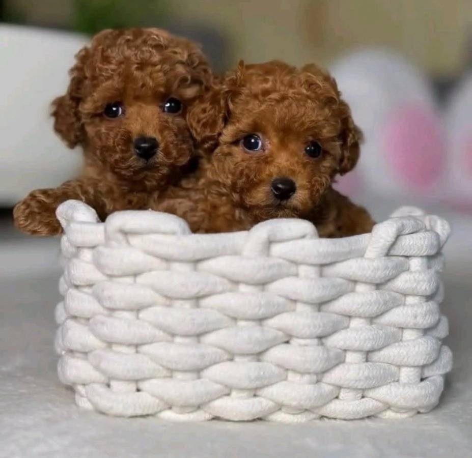 Kore Kan Üst Kalite Değerli Poodle Bebekler