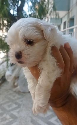 MALTESE YAVRULAR MİNYATÜR BOY