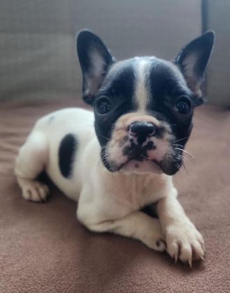 FRANSIZ BULLDOG YAVRULAR İZMİRDEN