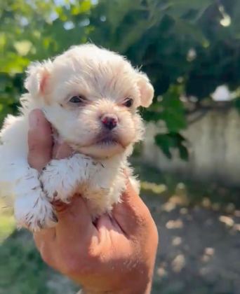 MALTESE YAVRU MİNYATÜR BOY