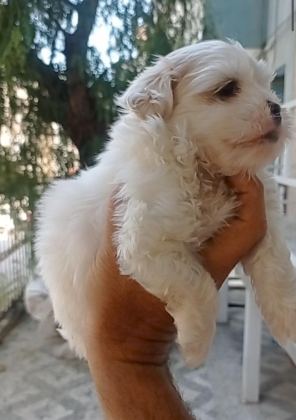 MALTESE YAVRULAR MİNYATÜR BOY