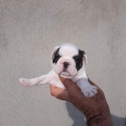 FRANSIZ BULLDOG YAVRULAR İZMİRDEN