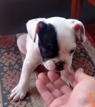 FRANSIZ BULLDOG YAVRULAR İZMİRDEN