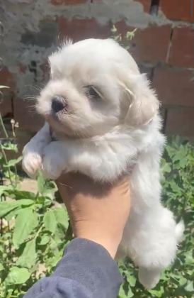 MALTESE YAVRULAR MİNYATÜR BOY