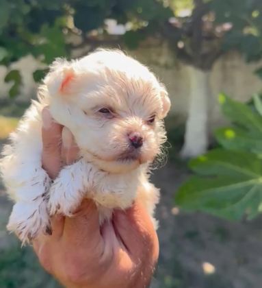 MALTESE YAVRU MİNYATÜR BOY