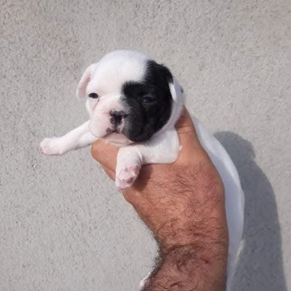FRANSIZ BULLDOG YAVRULAR İZMİRDEN