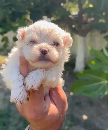 MALTESE YAVRU MİNYATÜR BOY