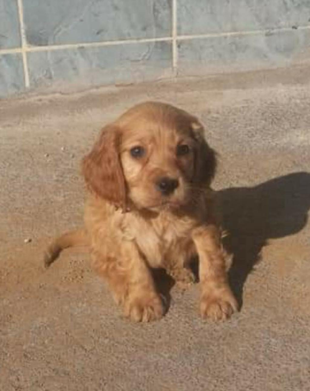 COCKER YAVRULAR İZMİRDEN