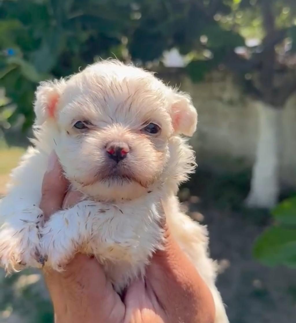 MALTESE YAVRU MİNYATÜR BOY