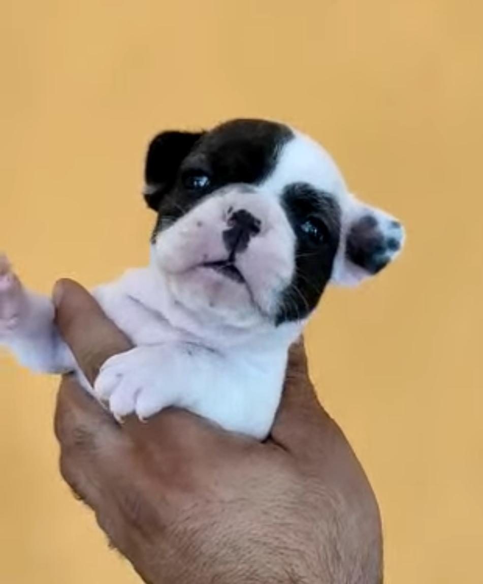 FRANSIZ BULLDOG YAVRULAR İZMİRDEN