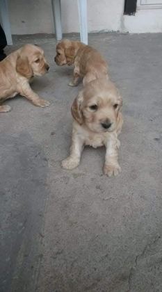 COCKER YAVRULAR İZMİRDEN