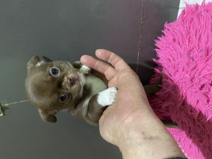 MÜKEMMEL ANATOMİ TATLI ŞİVAVA BEBEK