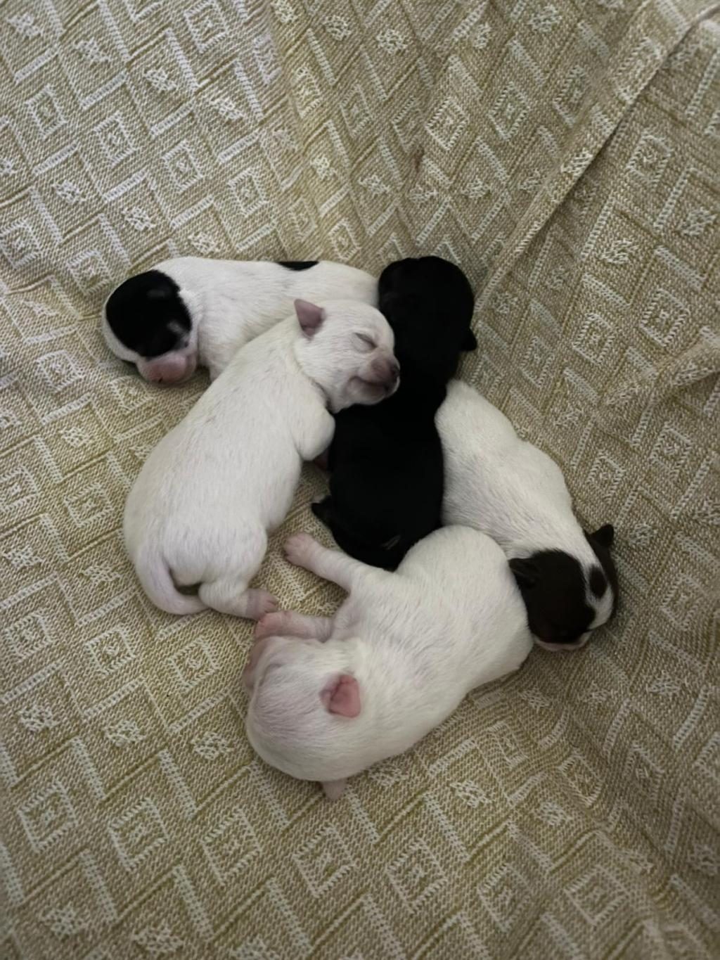 YENİ CHİHUAHUA YAVRULARIM