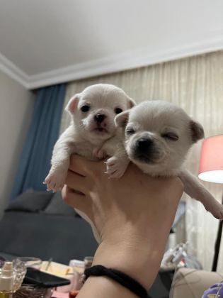 YENİ CHİHUAHUA YAVRULARIM