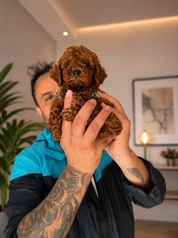 Gerçek TOY POODLE bebekler safkan