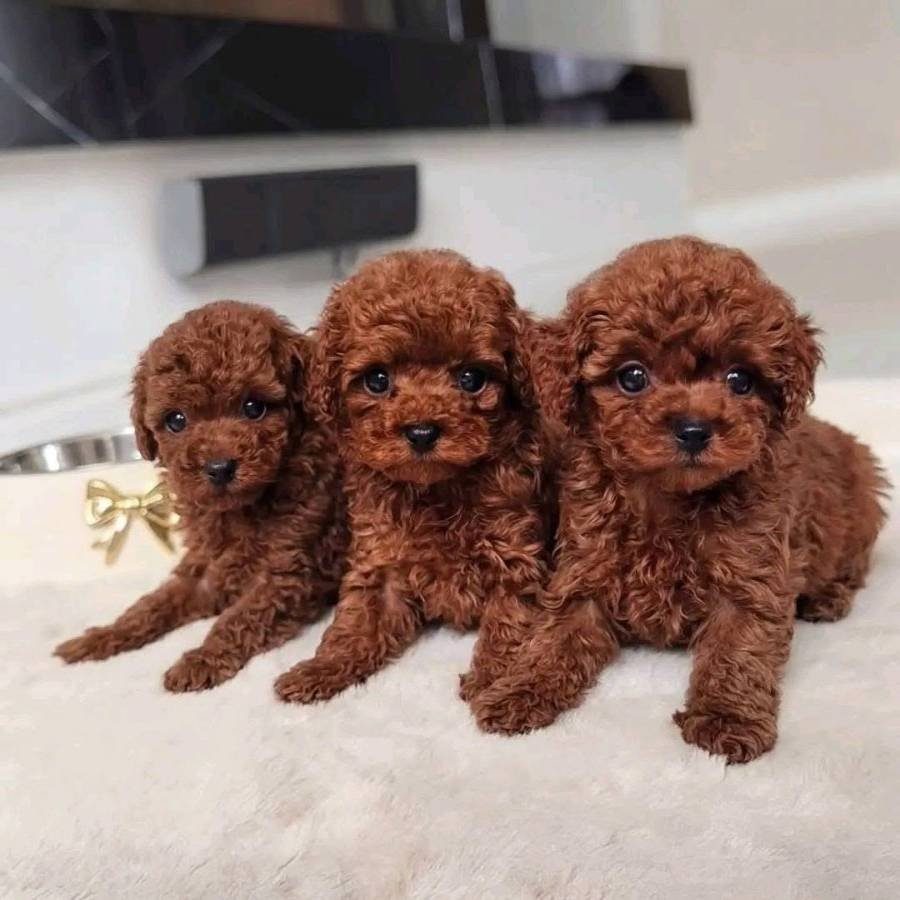 KORE TOY POODLE bebekler kg garantili red