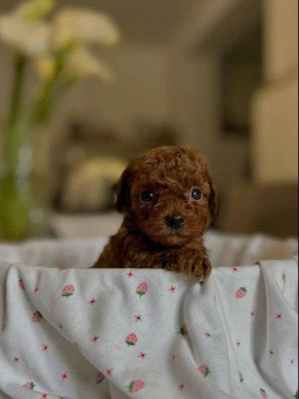 Kore Toy Poodle Yurt Dışından Geldiler