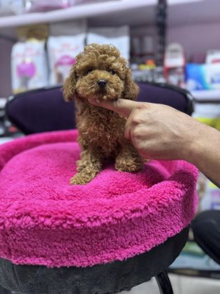 TOY POODLE 5 AYLIK DİŞİ WC EĞİTİMLİ 1KG