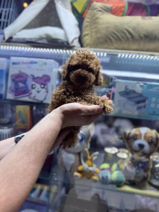 TOY POODLE 5 AYLIK DİŞİ WC EĞİTİMLİ 1KG