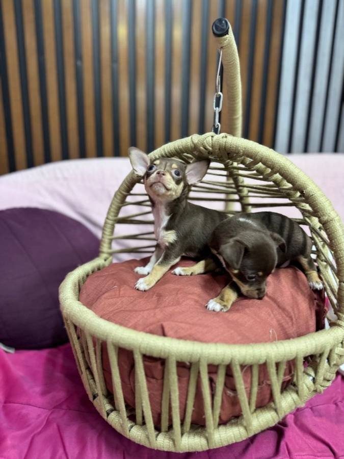 Teacup chihuahua Şivava bebekler geldi