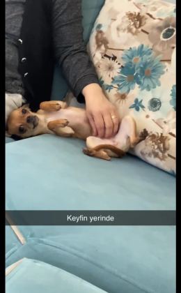 ORİJİNAL ELMA KAFA ŞİVAVA
