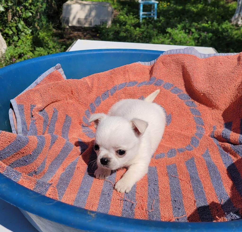 MÜKEMMEL TEACUP CHİHUAHUA ERKEK YAVRU