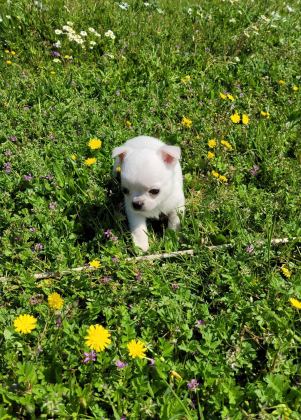 MÜKEMMEL TEACUP CHİHUAHUA ERKEK YAVRU