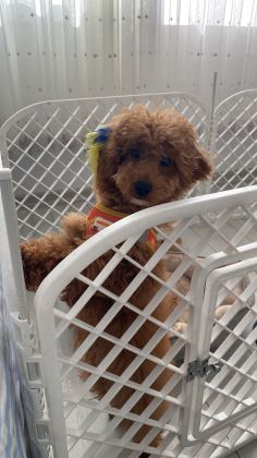 3 aylık erkek safkan toy poodle