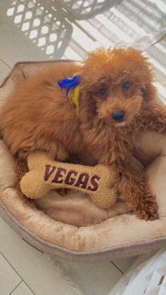 3 aylık erkek safkan toy poodle