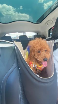 3 aylık erkek safkan toy poodle