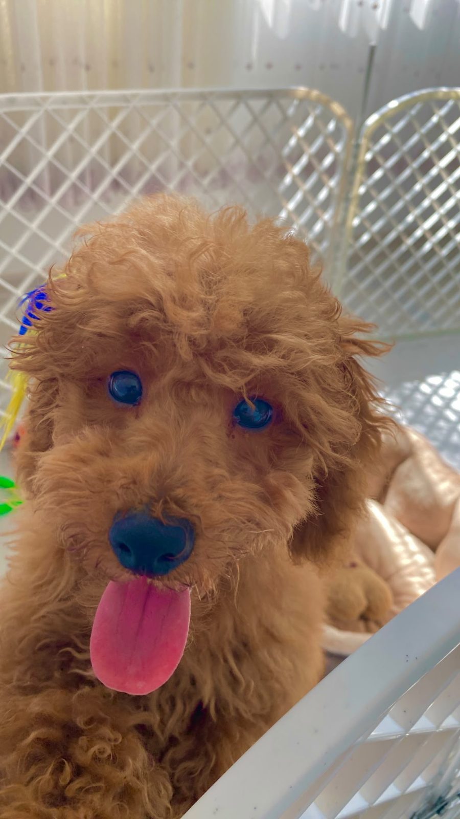 3 aylık erkek safkan toy poodle