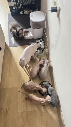 SAFKAN KANADA SFENKS YAVRULARI