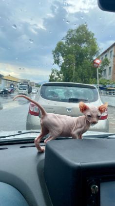 SAFKAN KUSURSUZ SFENKS BEBEKLER