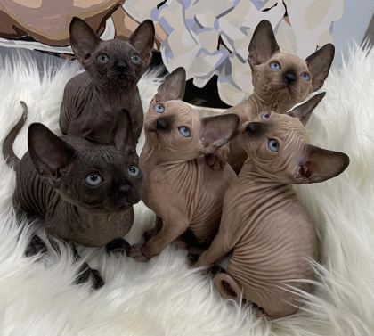 SPHYNX SFENKS DİŞİ ERKEK