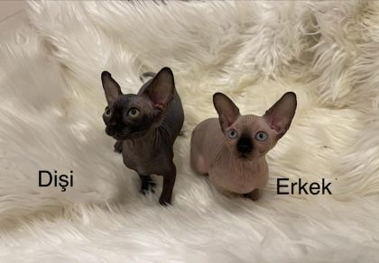 SPHYNX SFENKS DİŞİ ERKEK