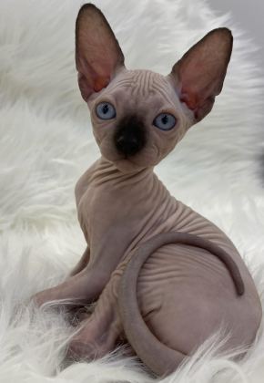 SPHYNX SFENKS DİŞİ ERKEK
