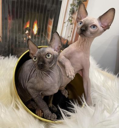 SPHYNX SFENKS DİŞİ ERKEK
