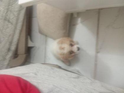 CAVALİER KİNG CHARLES SAFKAN KÖPEĞİMİZ