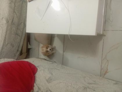 CAVALİER KİNG CHARLES SAFKAN KÖPEĞİMİZ