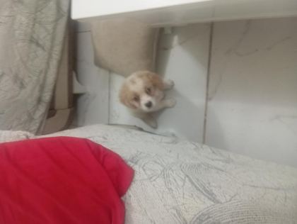CAVALİER KİNG CHARLES SAFKAN KÖPEĞİMİZ