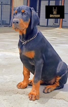 3.5 AYLIK A ŞECERELİ KALİTELİ DOBERMAN YAVRULAR