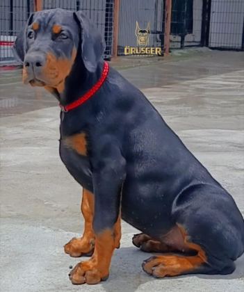 3.5 AYLIK A ŞECERELİ KALİTELİ DOBERMAN YAVRULAR